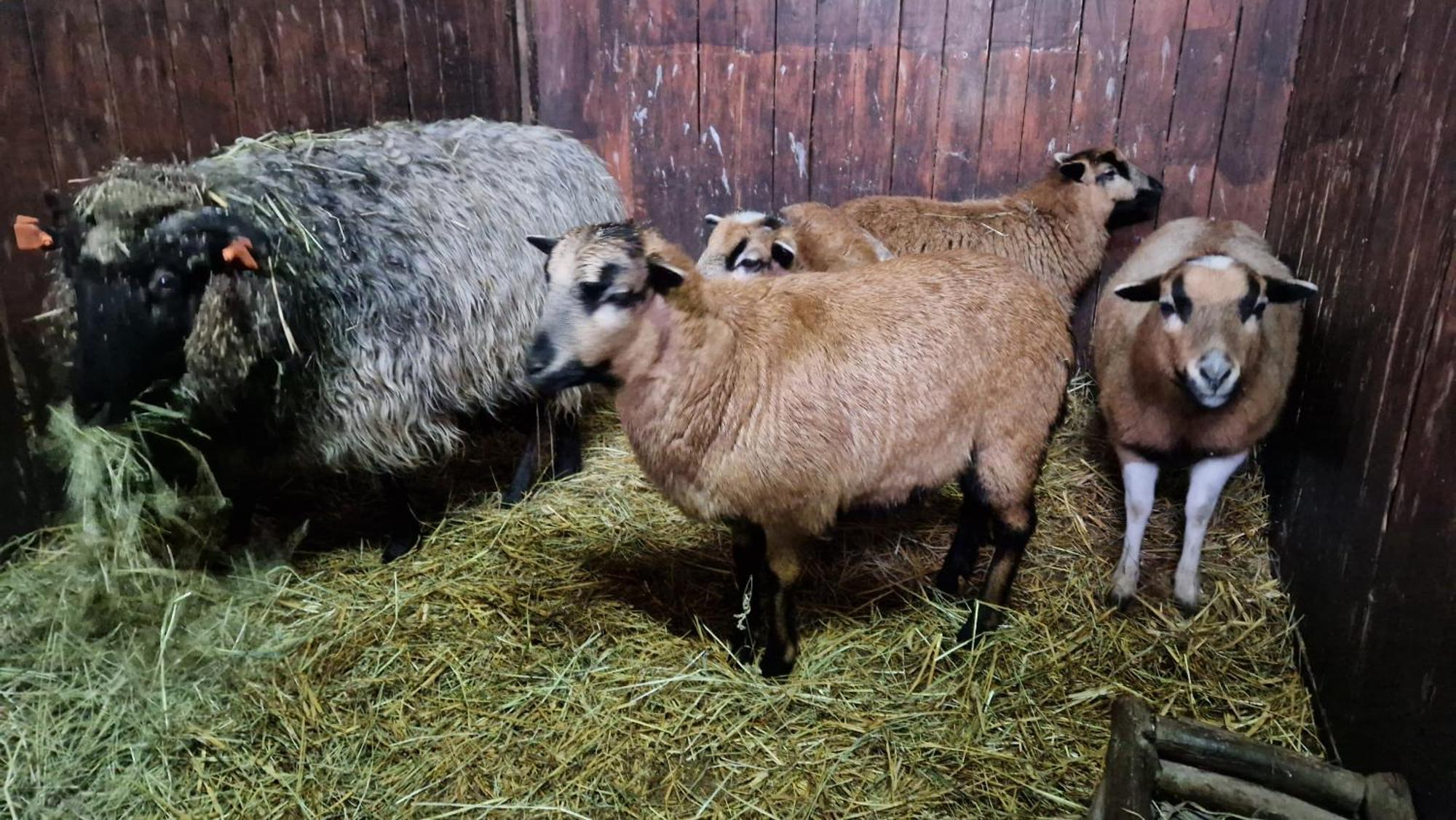 Rancho Colorado Βίλα Trzciel Εξωτερικό φωτογραφία